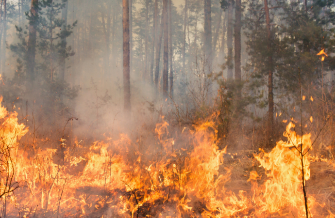 Incêndio atinge fazenda de atriz em Minas Gerais